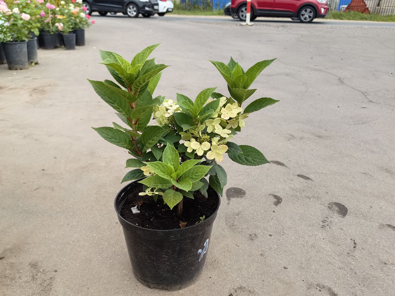 саженцы гортензии с зкс 