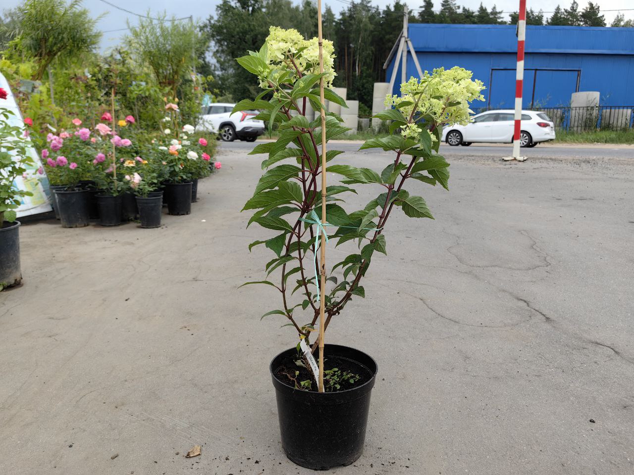 саженцы гортензии с зкс 