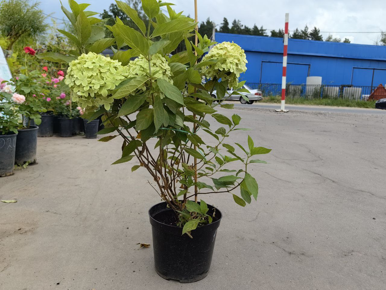 саженцы гортензии с зкс 