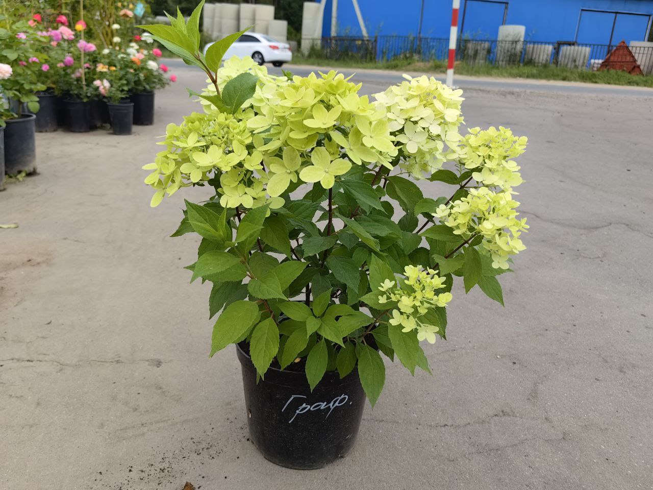 саженцы гортензии с зкс 