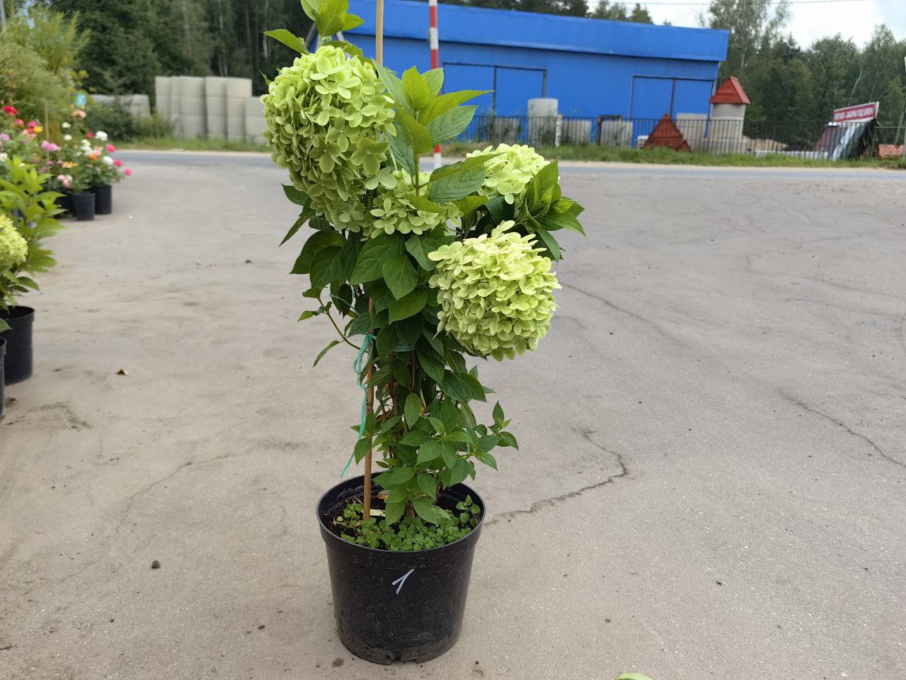 саженцы гортензии с зкс 