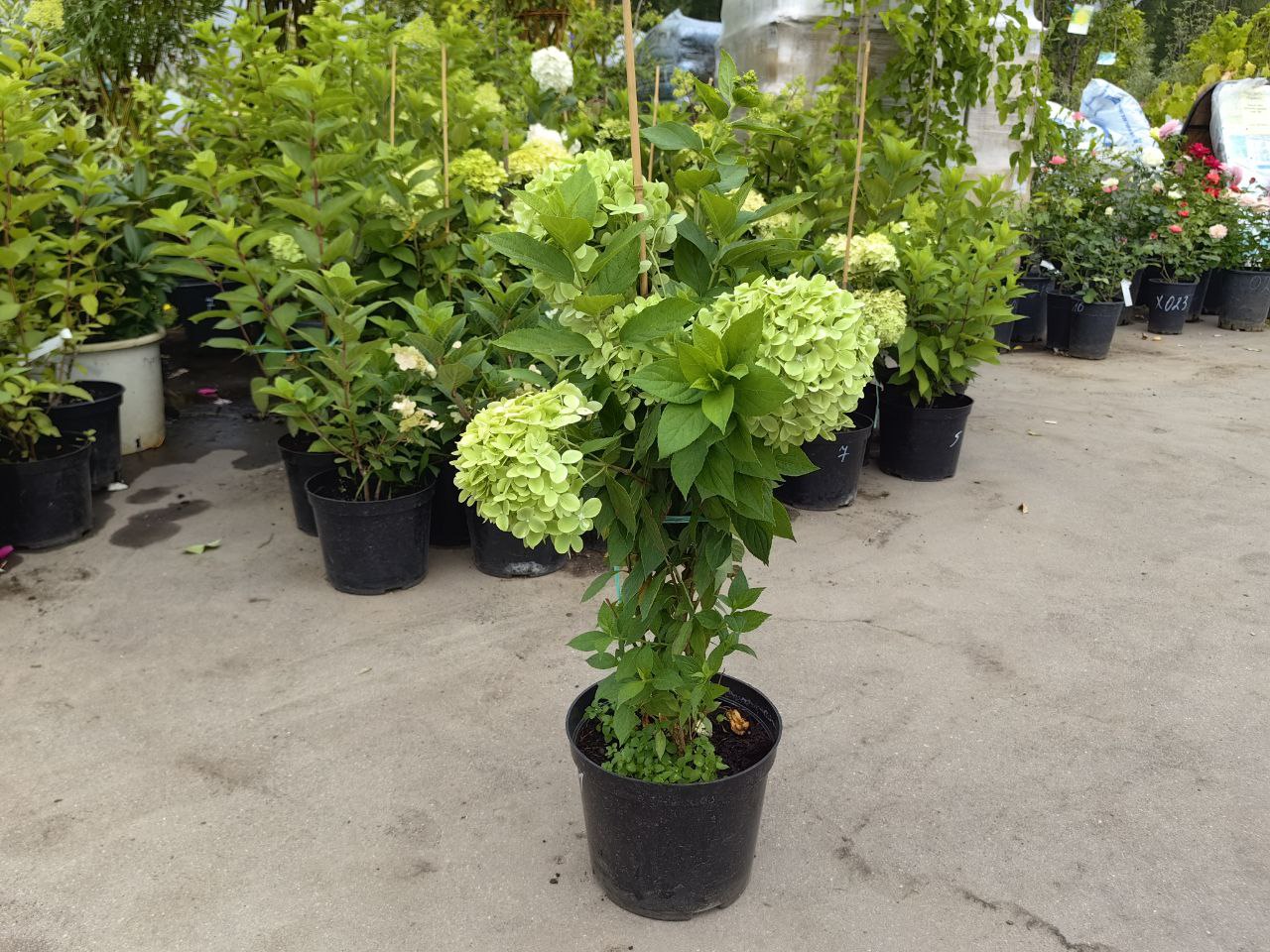 саженцы гортензии с зкс 