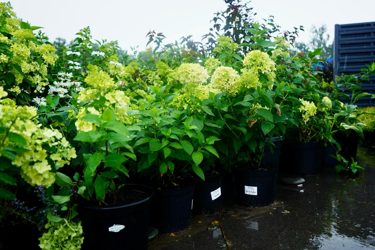 саженцы гортензии с зкс 