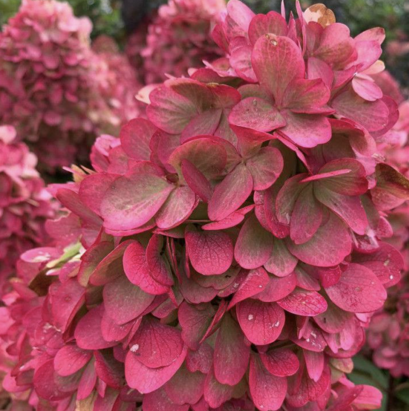 гортензия 3 года Бонфайер