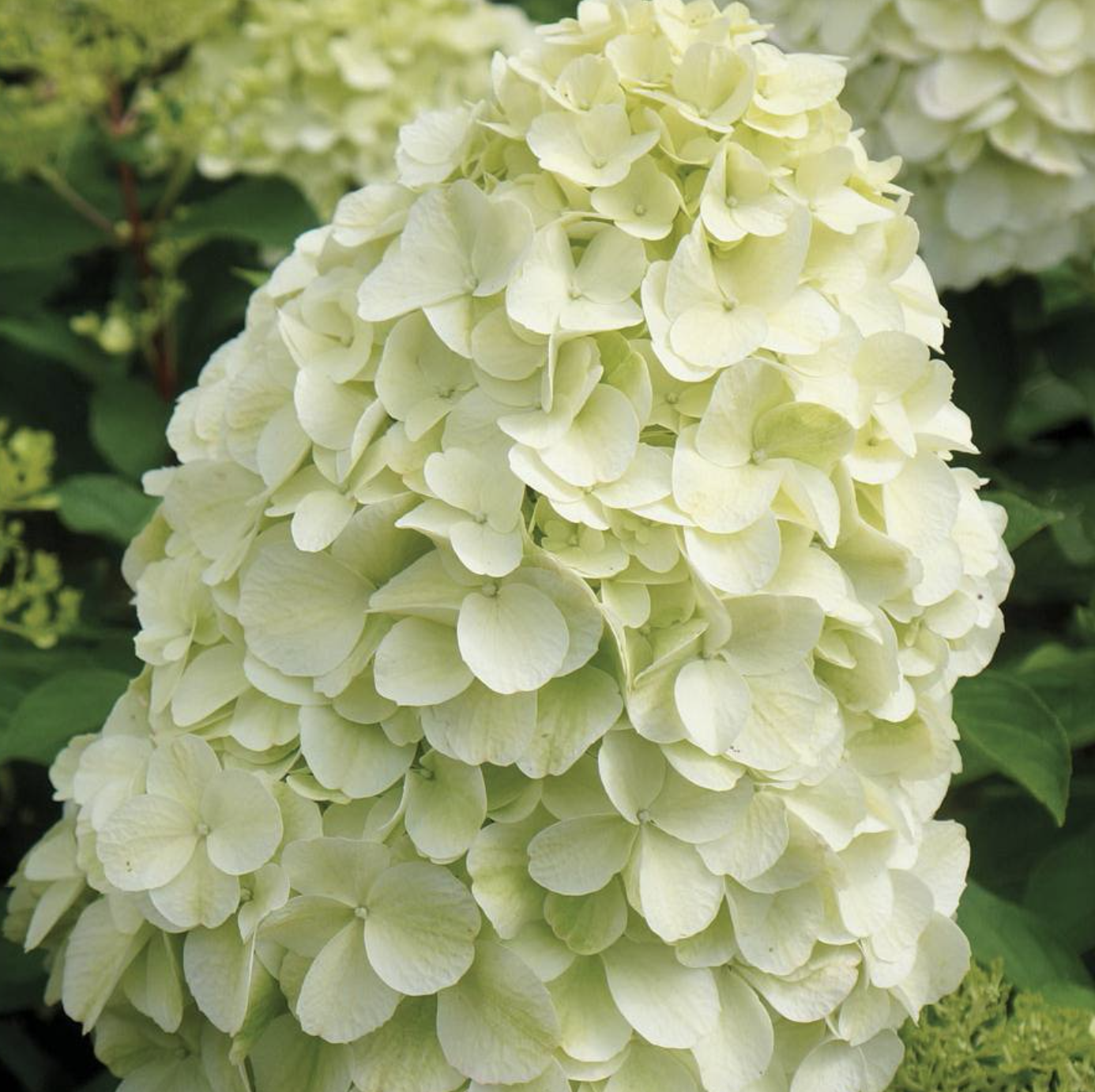 гортензия 3 года геркулес