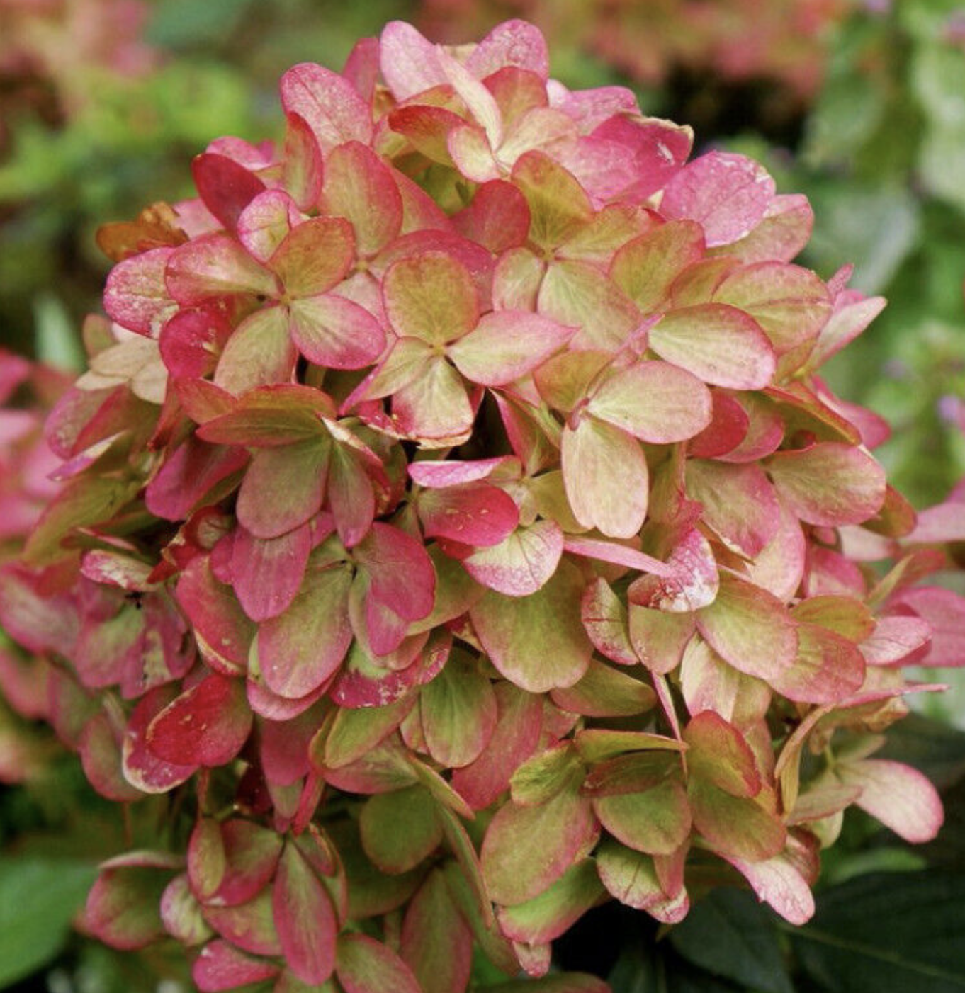 гортензия 3 года Граффити