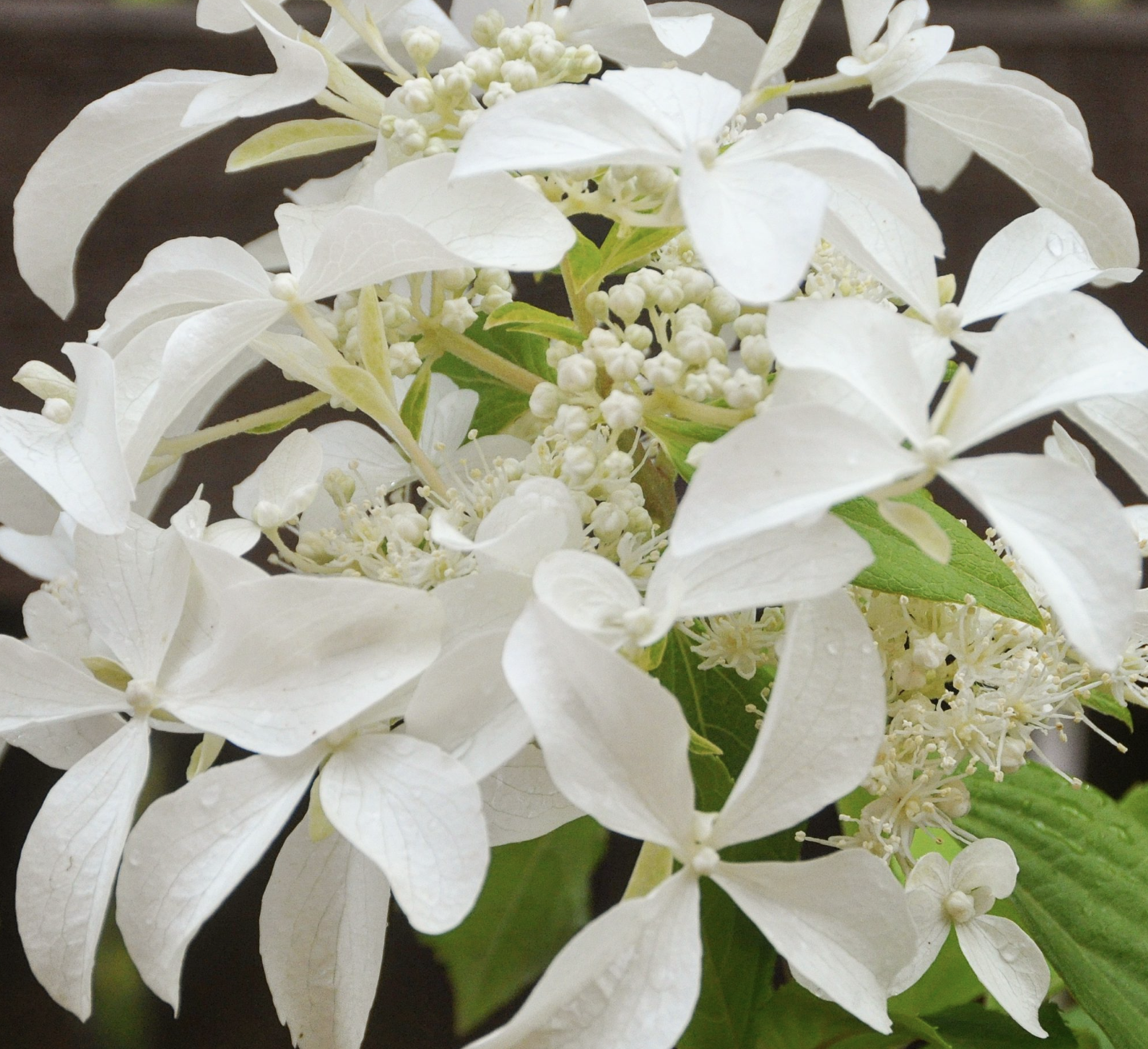 гортензия 3 года Грейт Стар