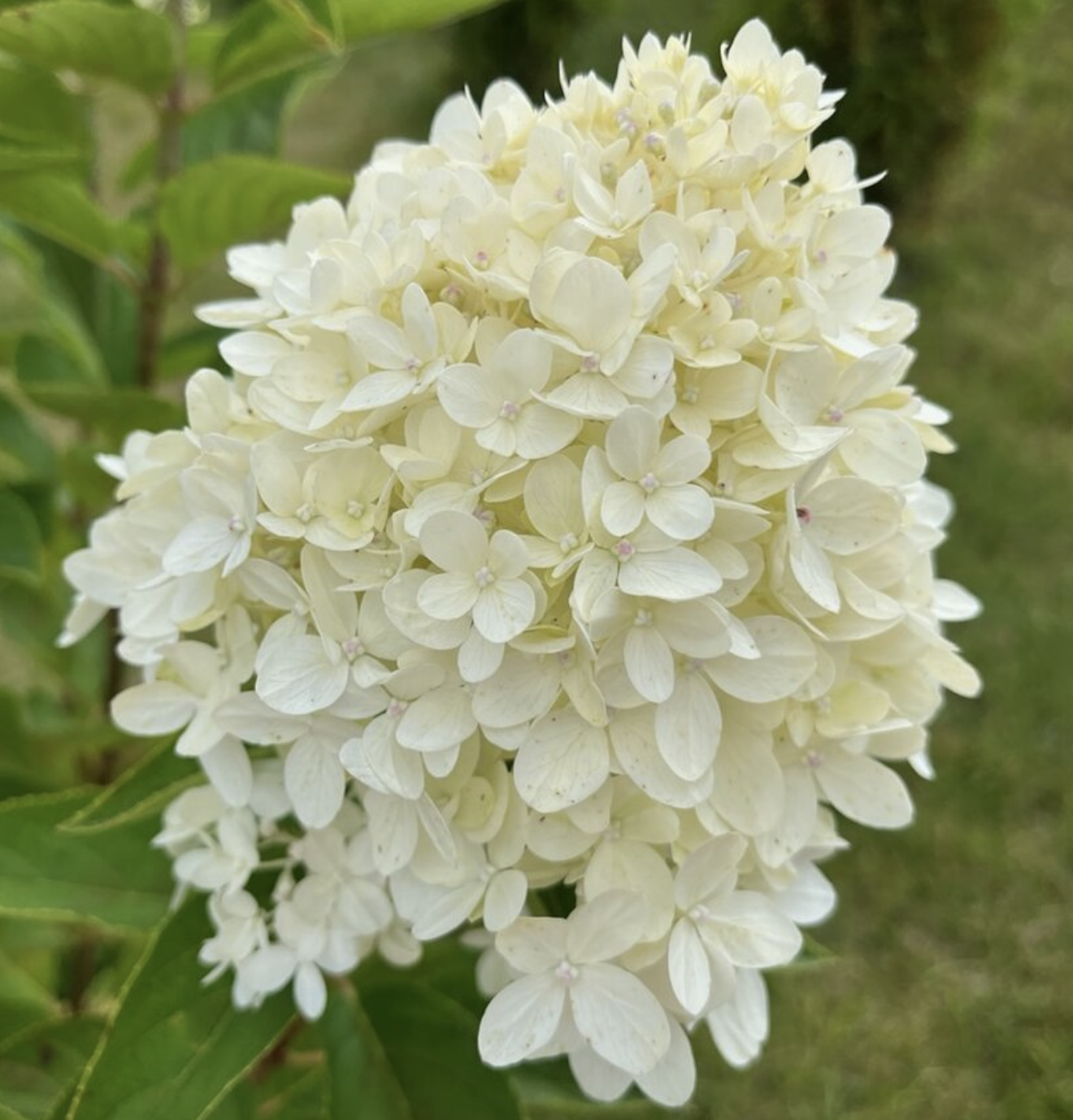 гортензия 3 года Грейт Стар