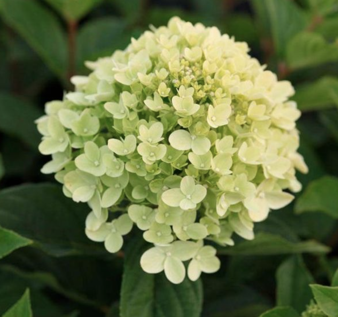 гортензия 3 года  Литл Пассион