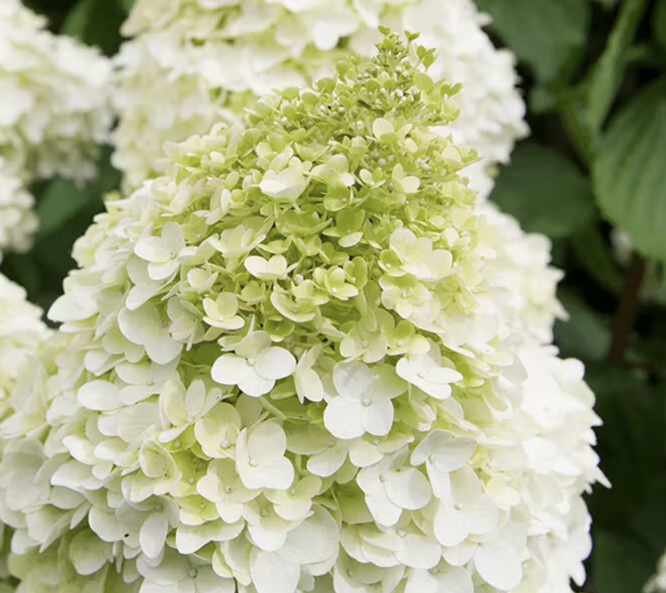 гортензия 3 года  Мэджикал Мунлайт