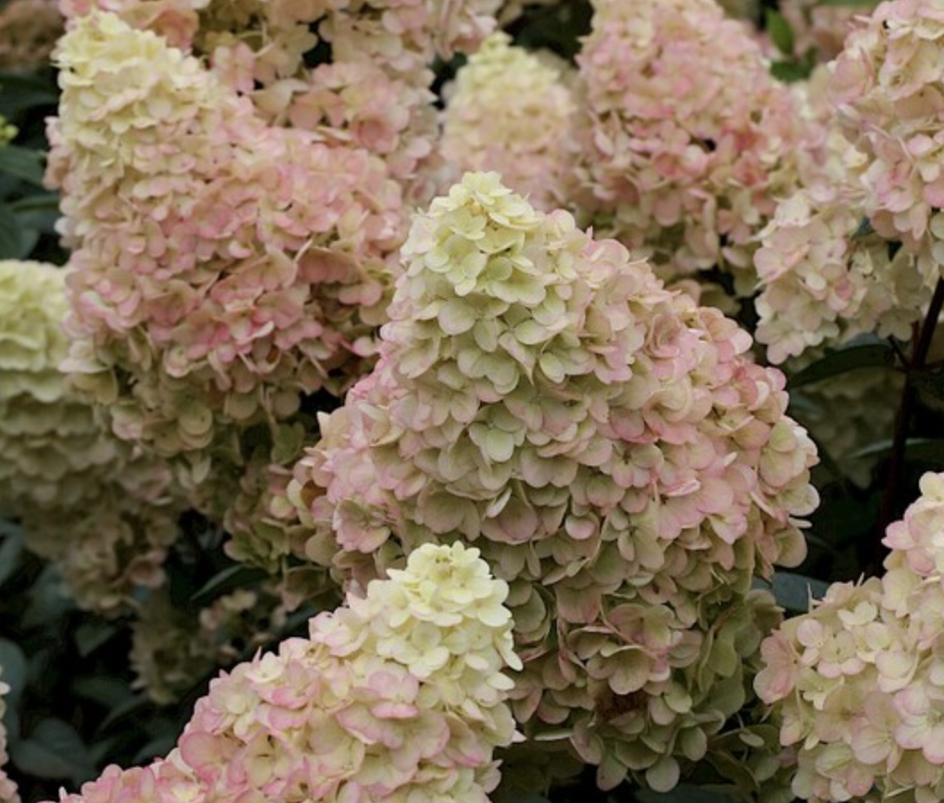 гортензия 3 года  Пиксио