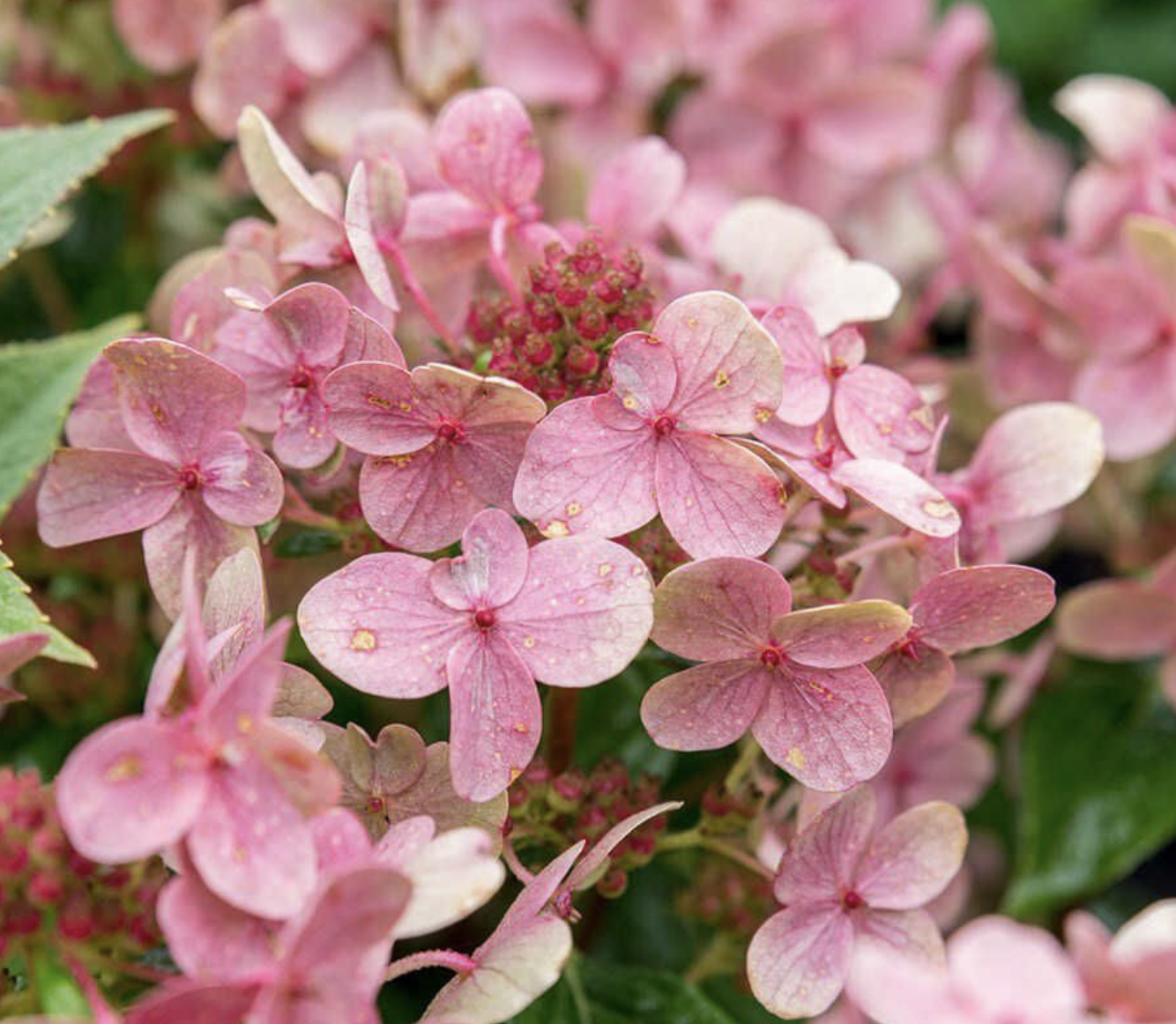 гортензия 3 года  Полистар