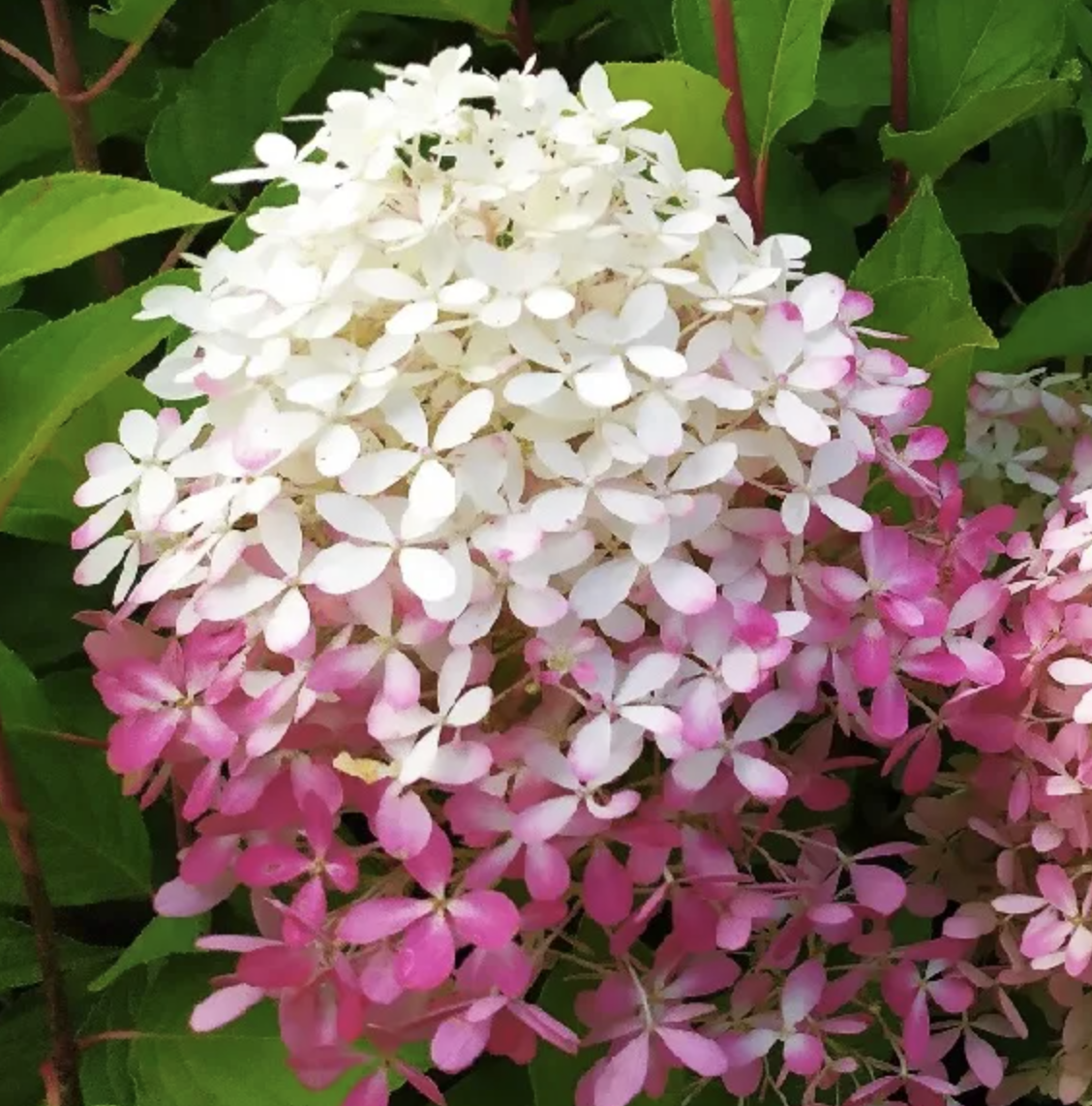 гортензия 3 года Роял Фловер