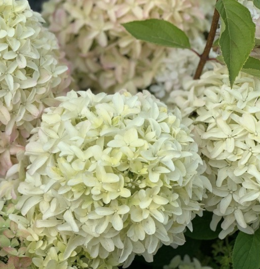 гортензия 3 года Скайфолл