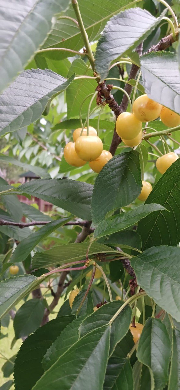 Саженцы черешни как выглядят