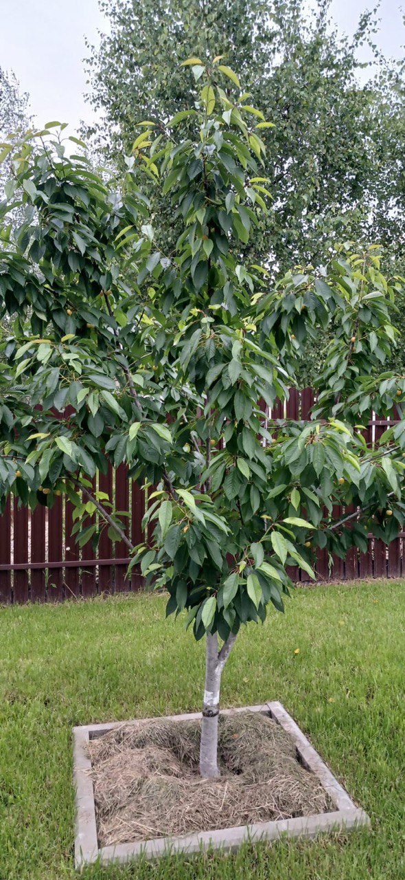 Саженцы как выглядят