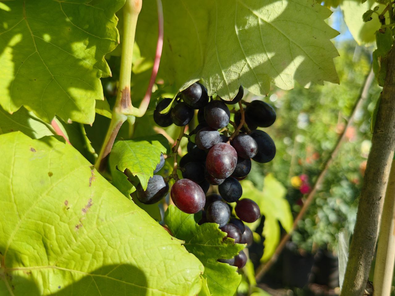 Саженцы как выглядят