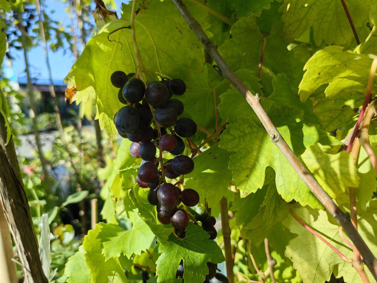 Саженцы винограда как выглядят