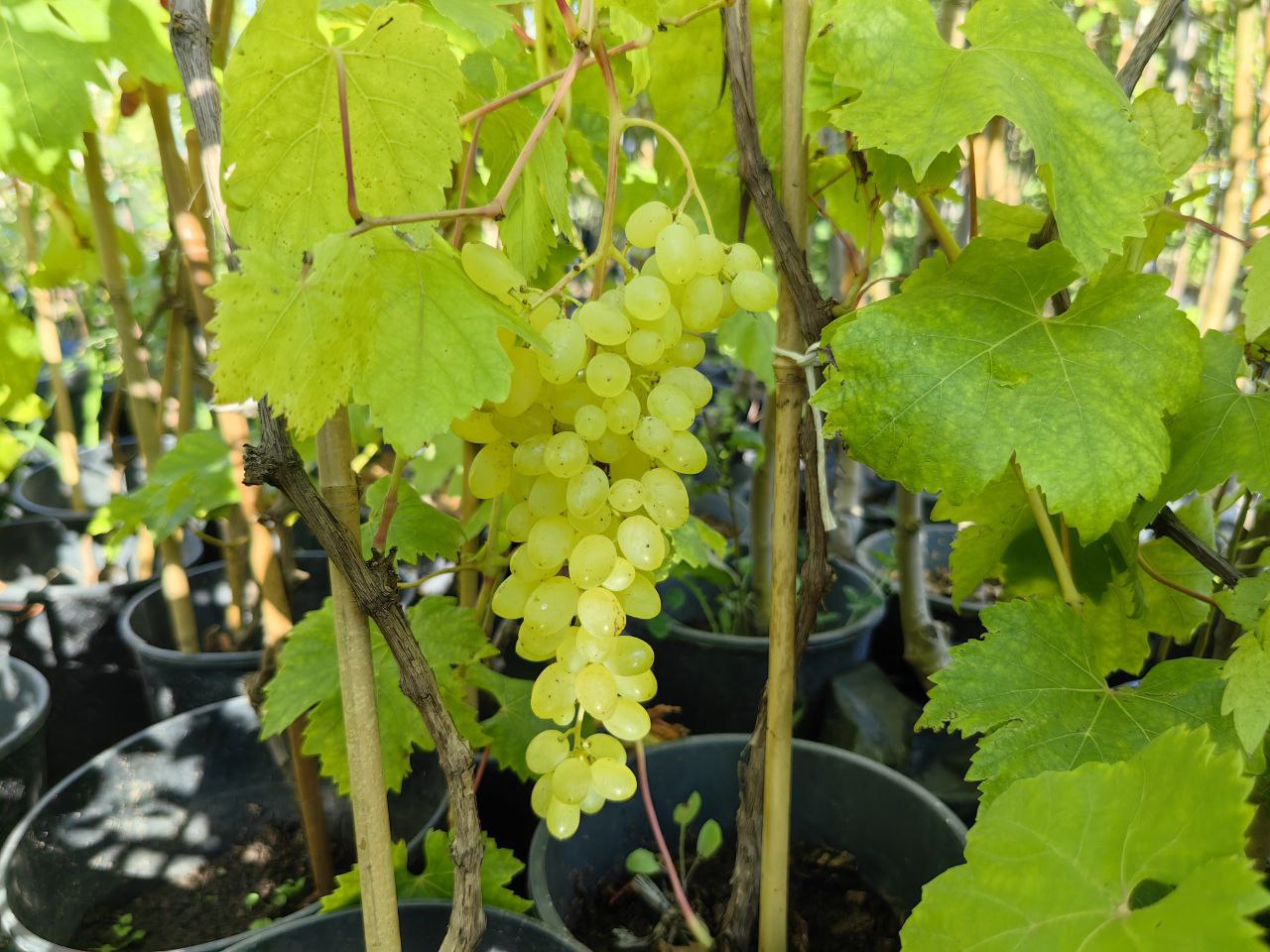 Саженцы как выглядят