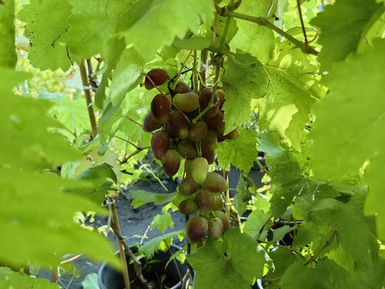 Купить саженцы кишмиш 4 года сорт лучистый