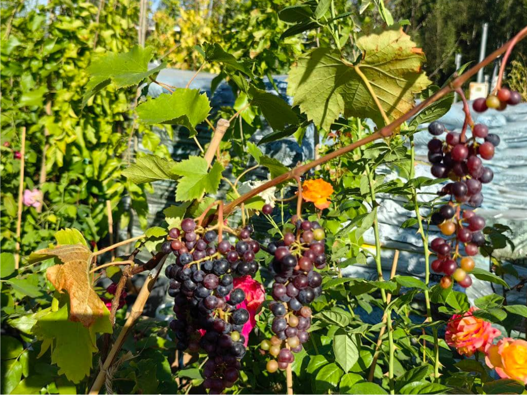 Купить саженцы винограда  4 года сорт изабелла