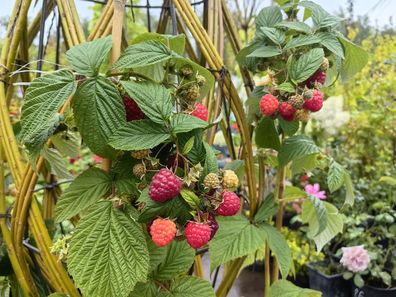 Саженцы малины как выглядят