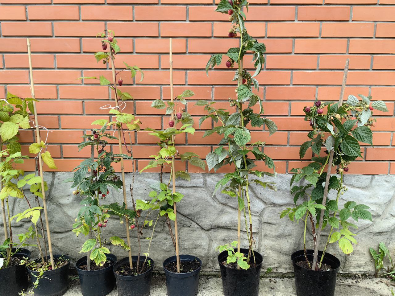 Саженцы малины как выглядят