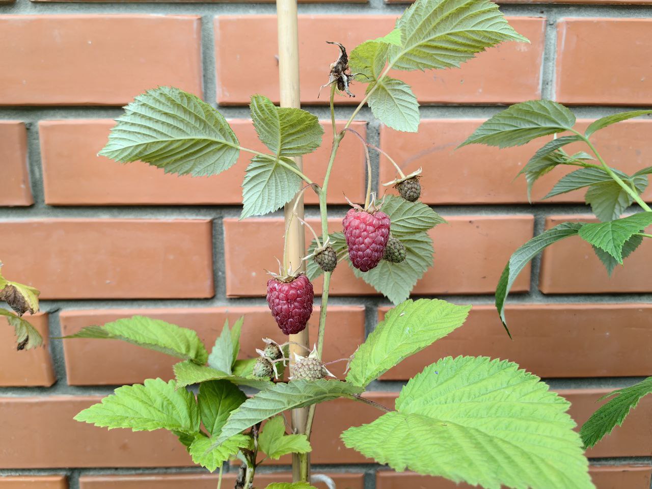 Саженцы малины как выглядят