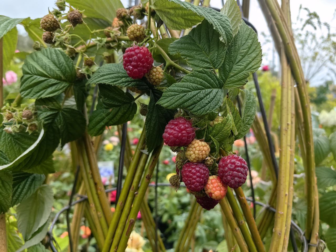 Купить саженцы ремонтантной малины 3 года