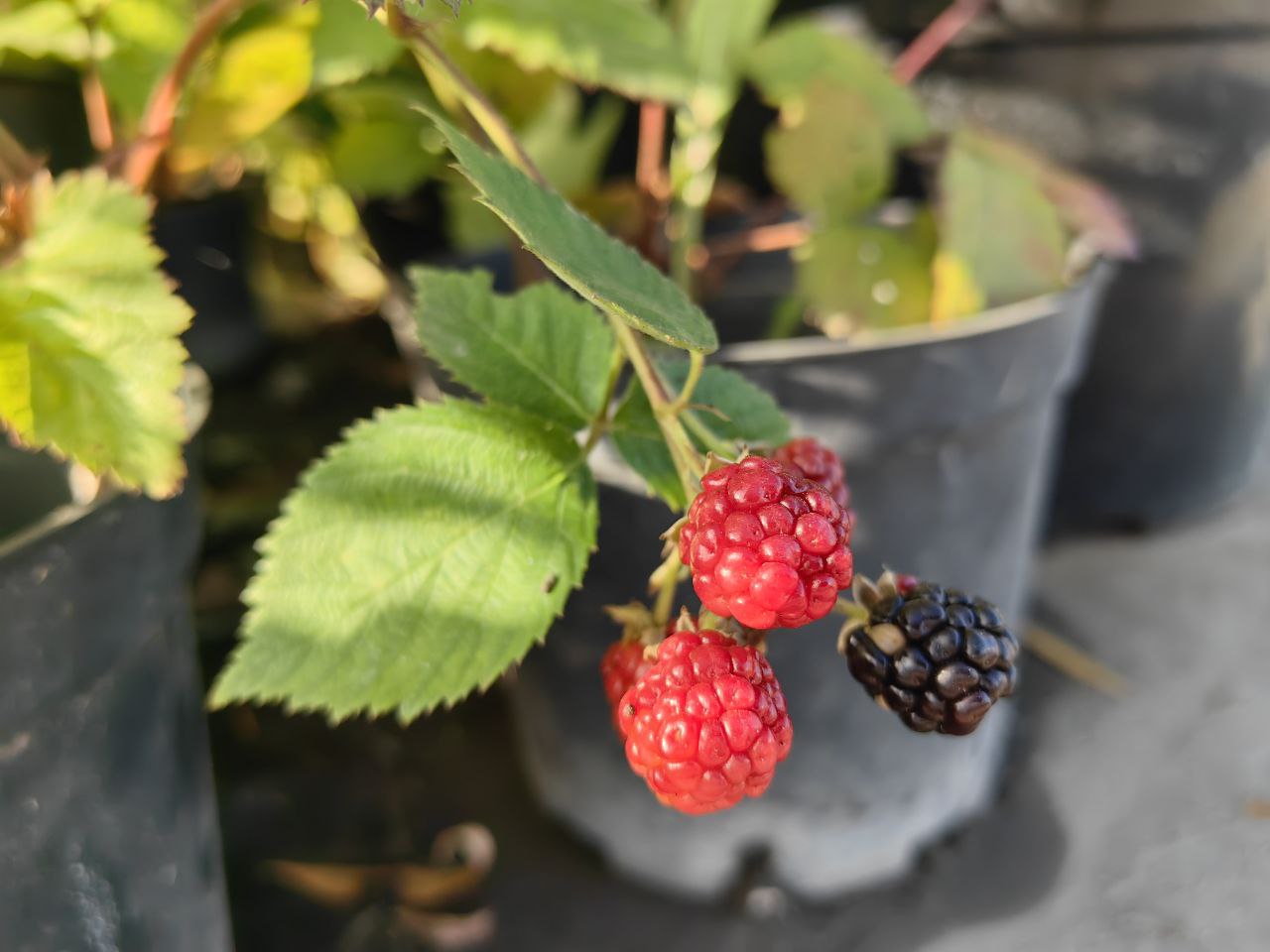 Саженцы ежевики как выглядят