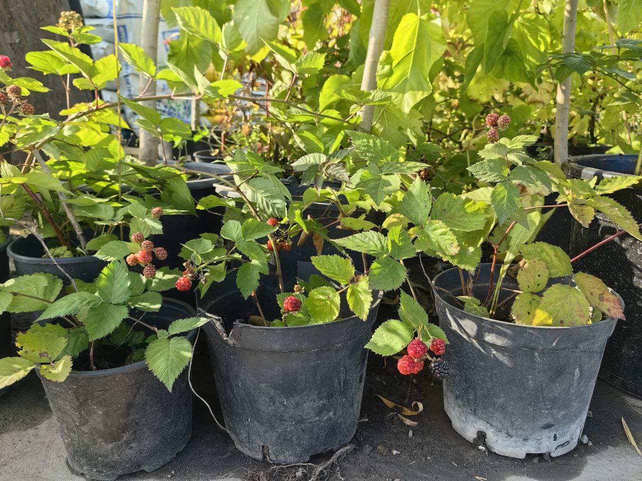 Саженцы ежевики как выглядят