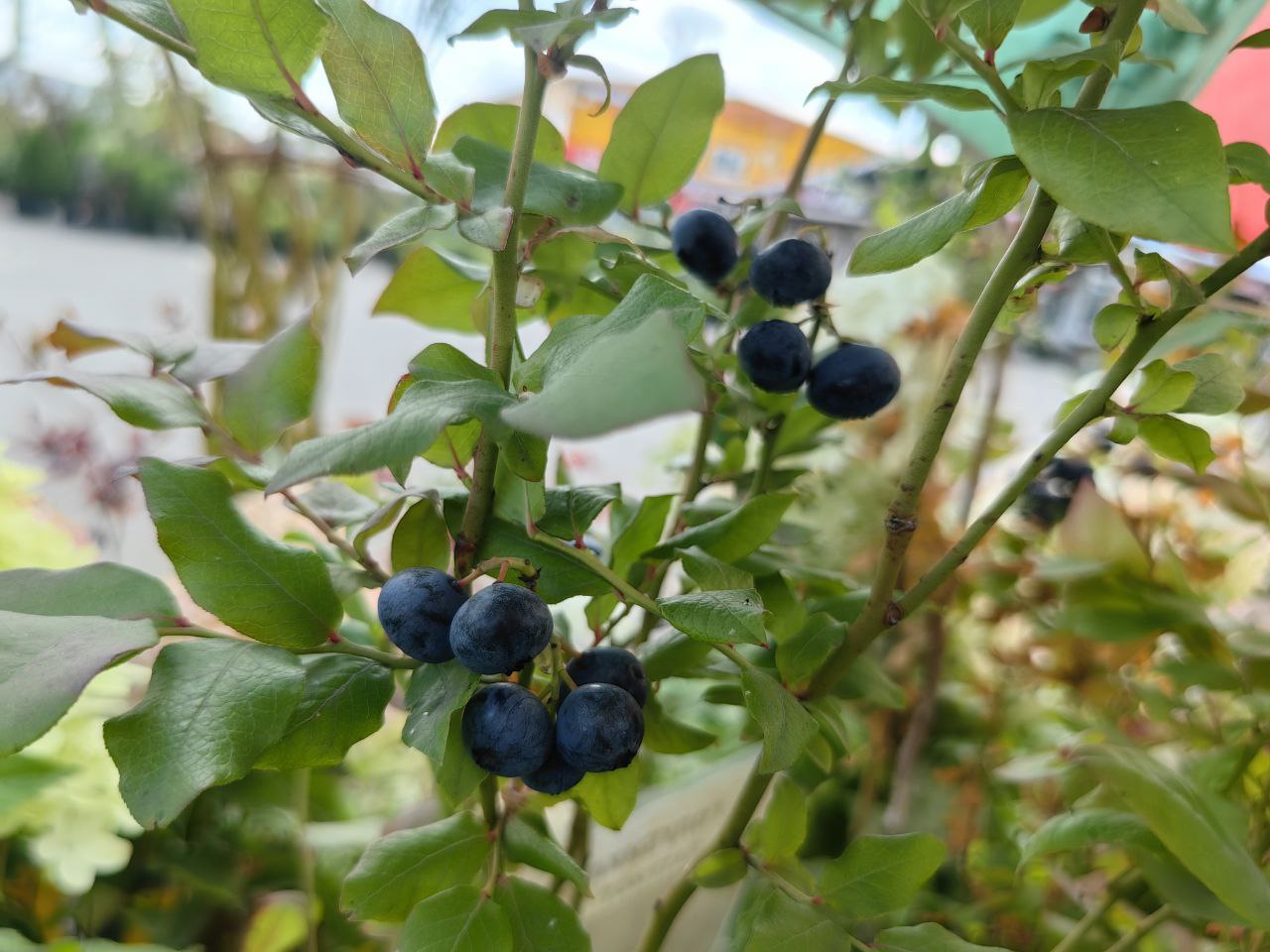 Саженцы как выглядят