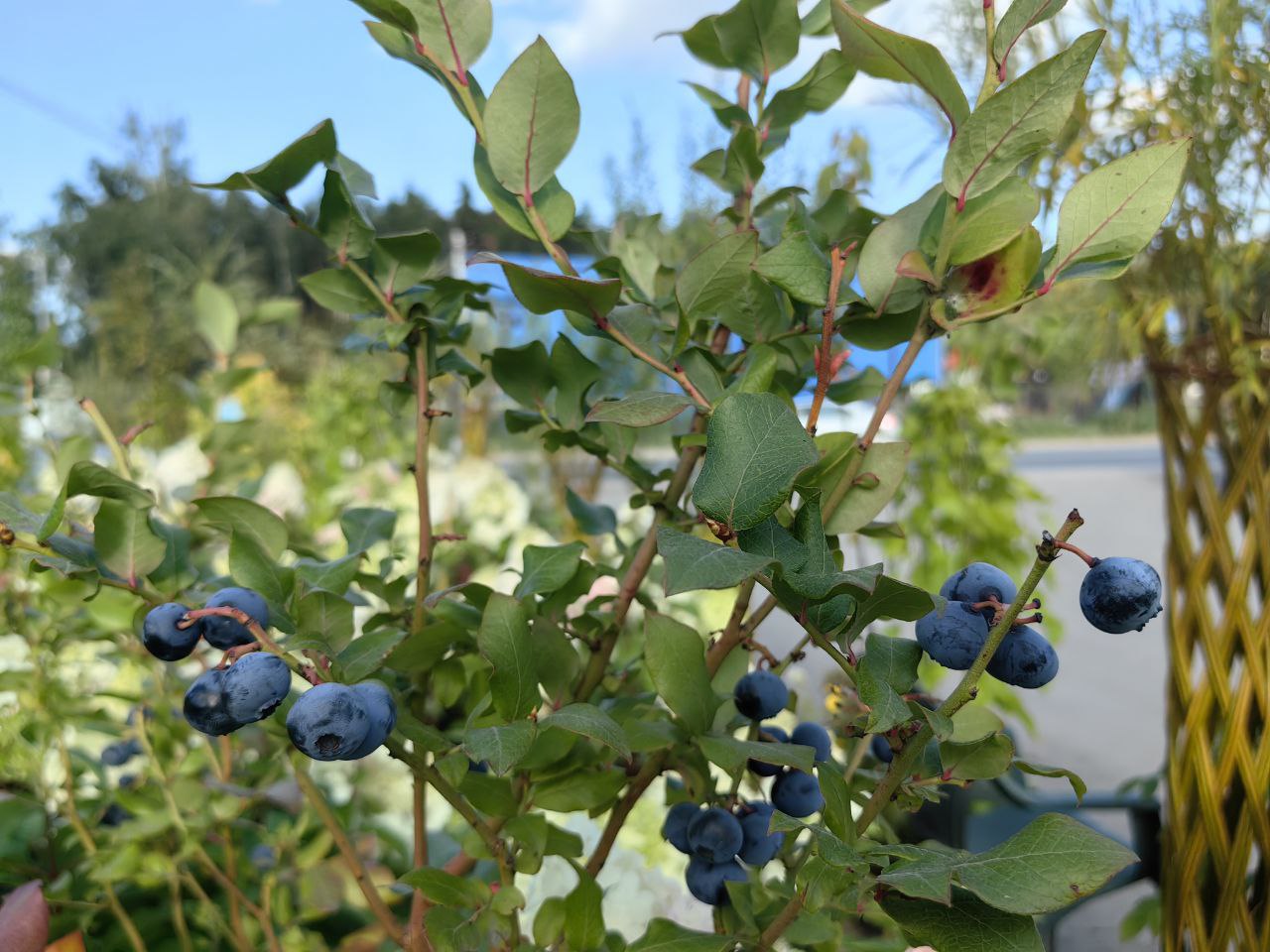 Саженцы как выглядят