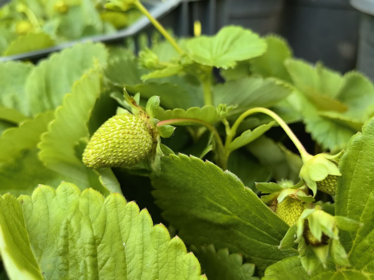 саженцы клубника