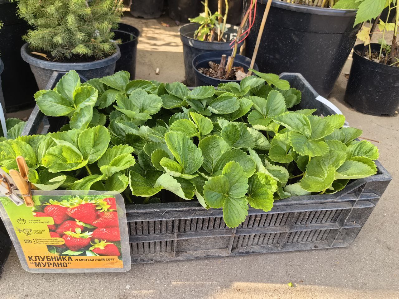 саженцы клубника