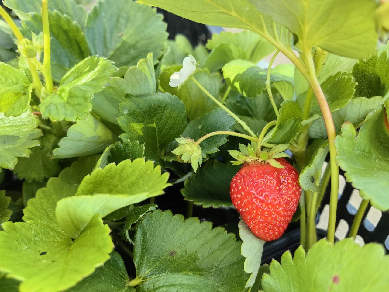 саженцы клубника