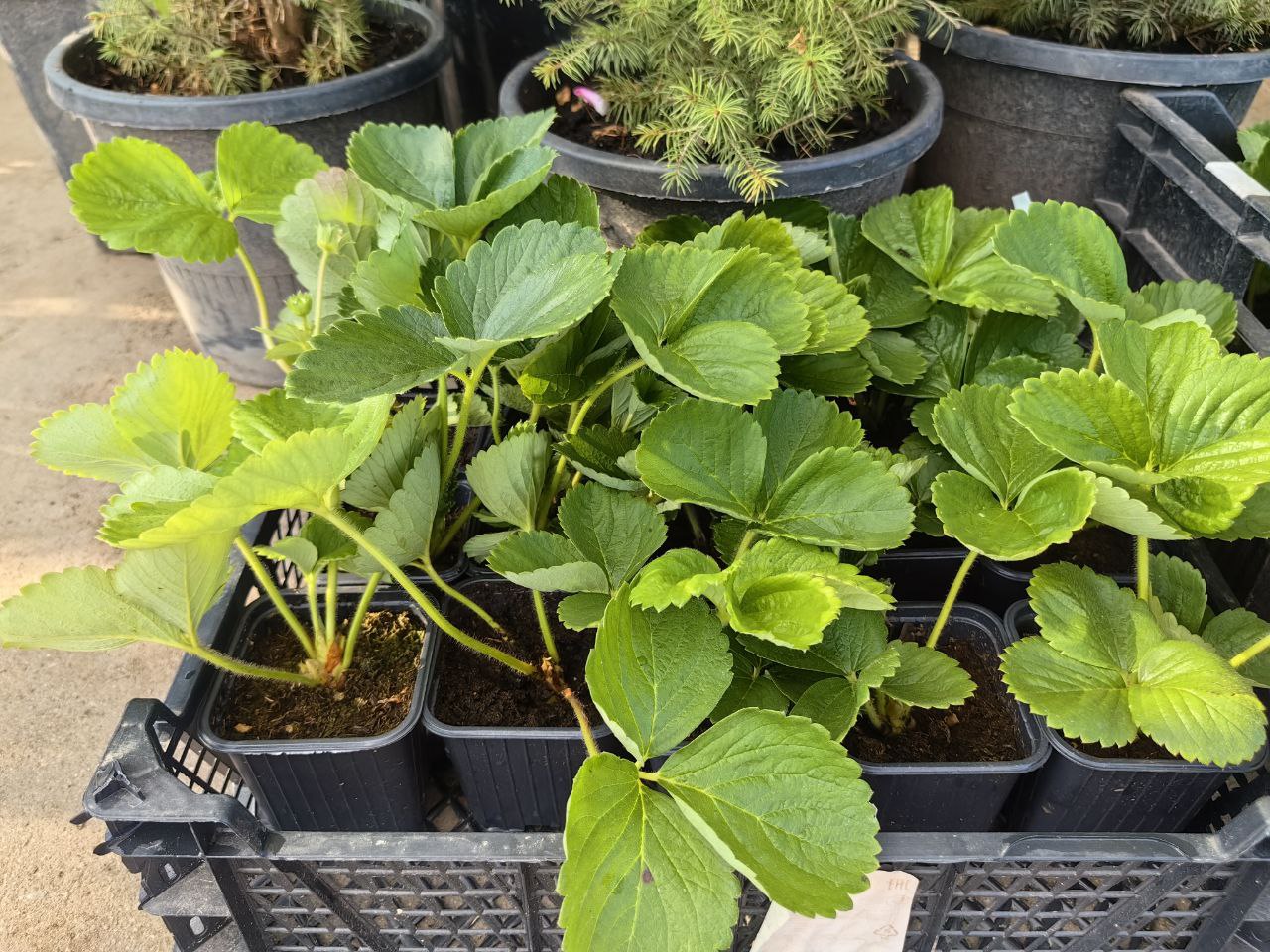 саженцы клубника