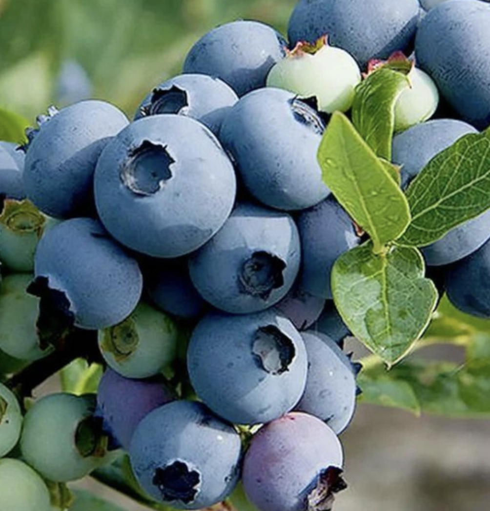 Купить саженцы голубики 7 лет сорт Атлантик