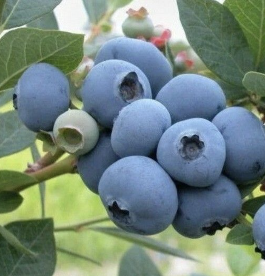 Купить саженцы голубики 7 лет сорт Беркли