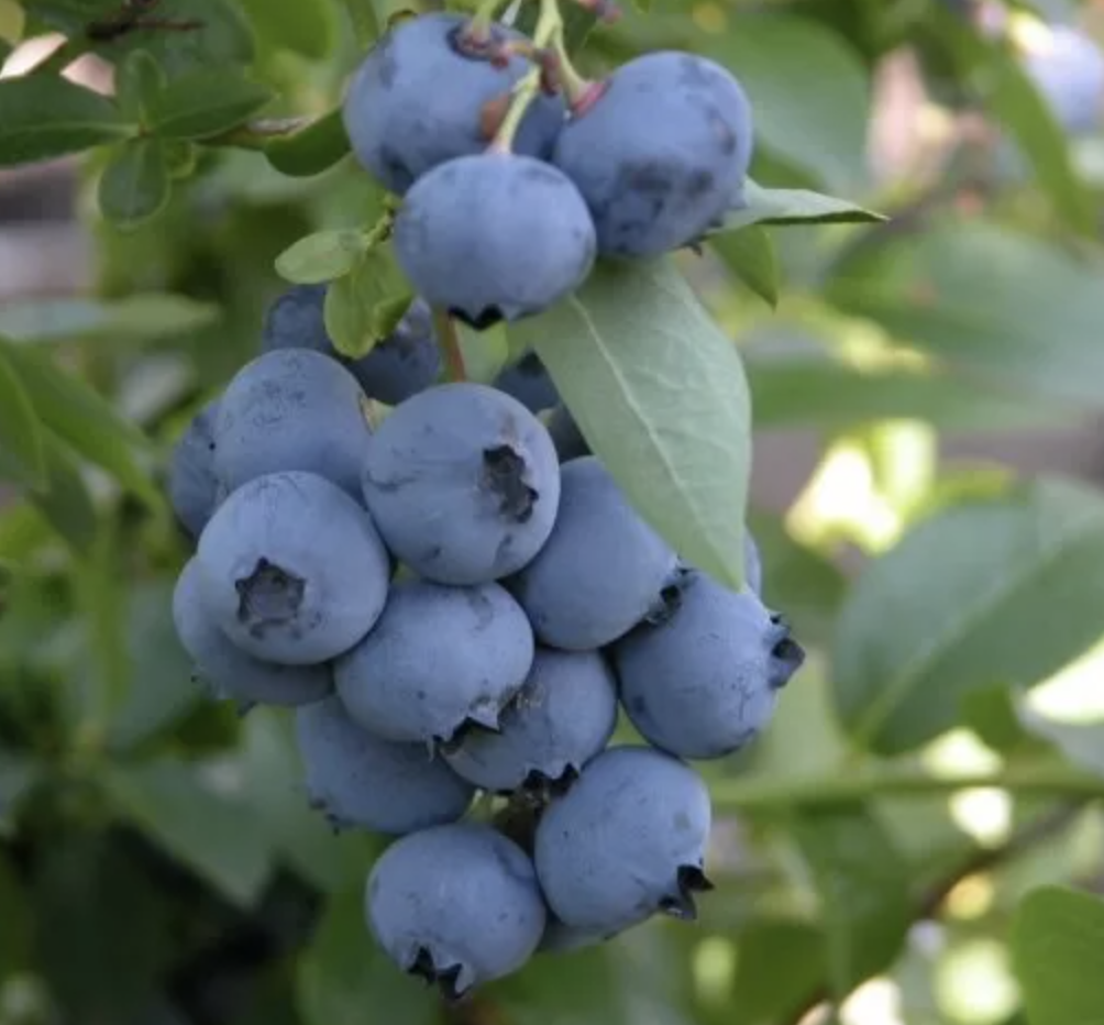 Купить саженцы голубики 7 лет сорт Бонус