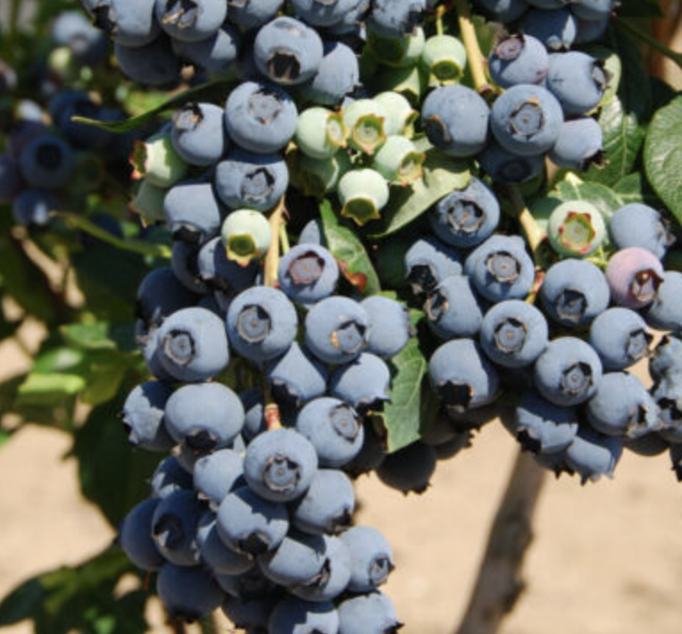 Купить саженцы голубики 7 лет сорт Герберт