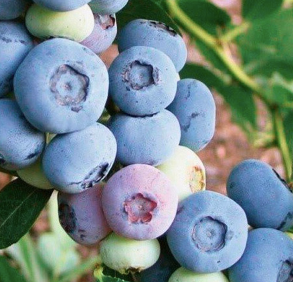 Купить саженцы голубики 7 лет сорт Либерти