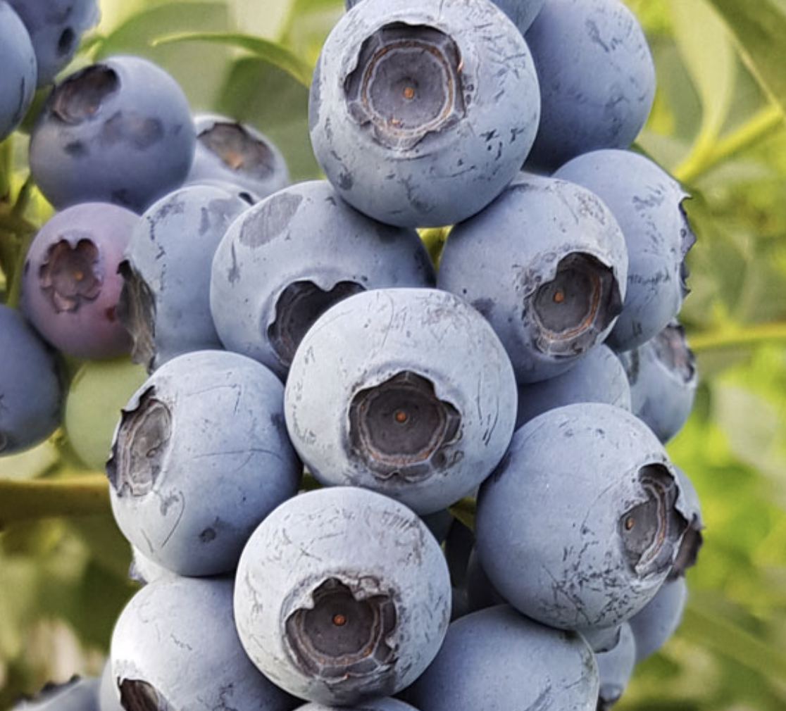 Купить саженцы голубики 7 лет сорт Река