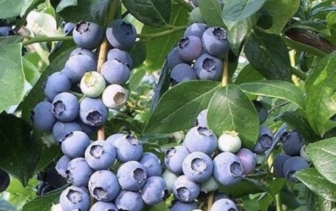 Купить саженцы голубики 7 лет сорт Элизабет