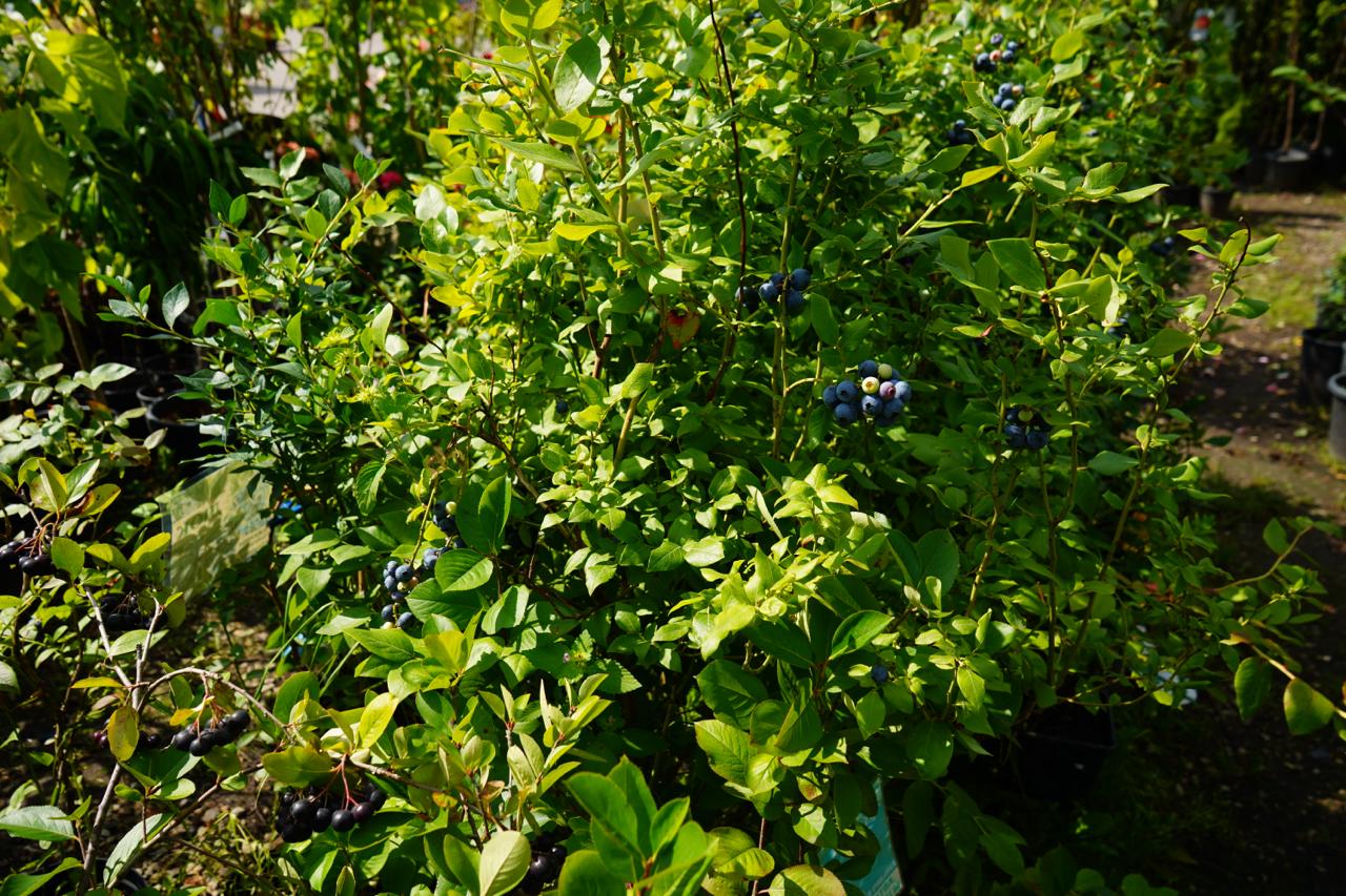 Саженцы малины как выглядят