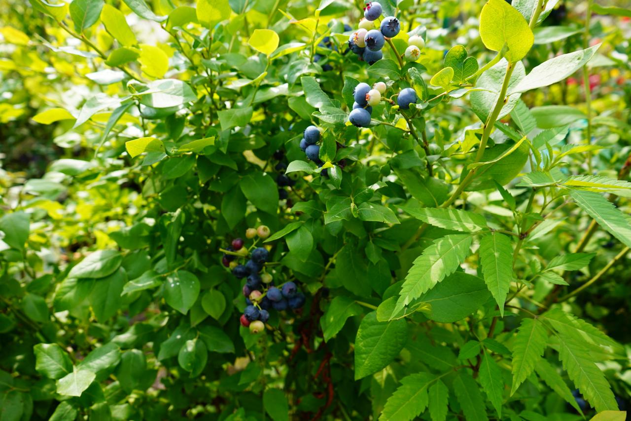 Саженцы голубики как выглядят