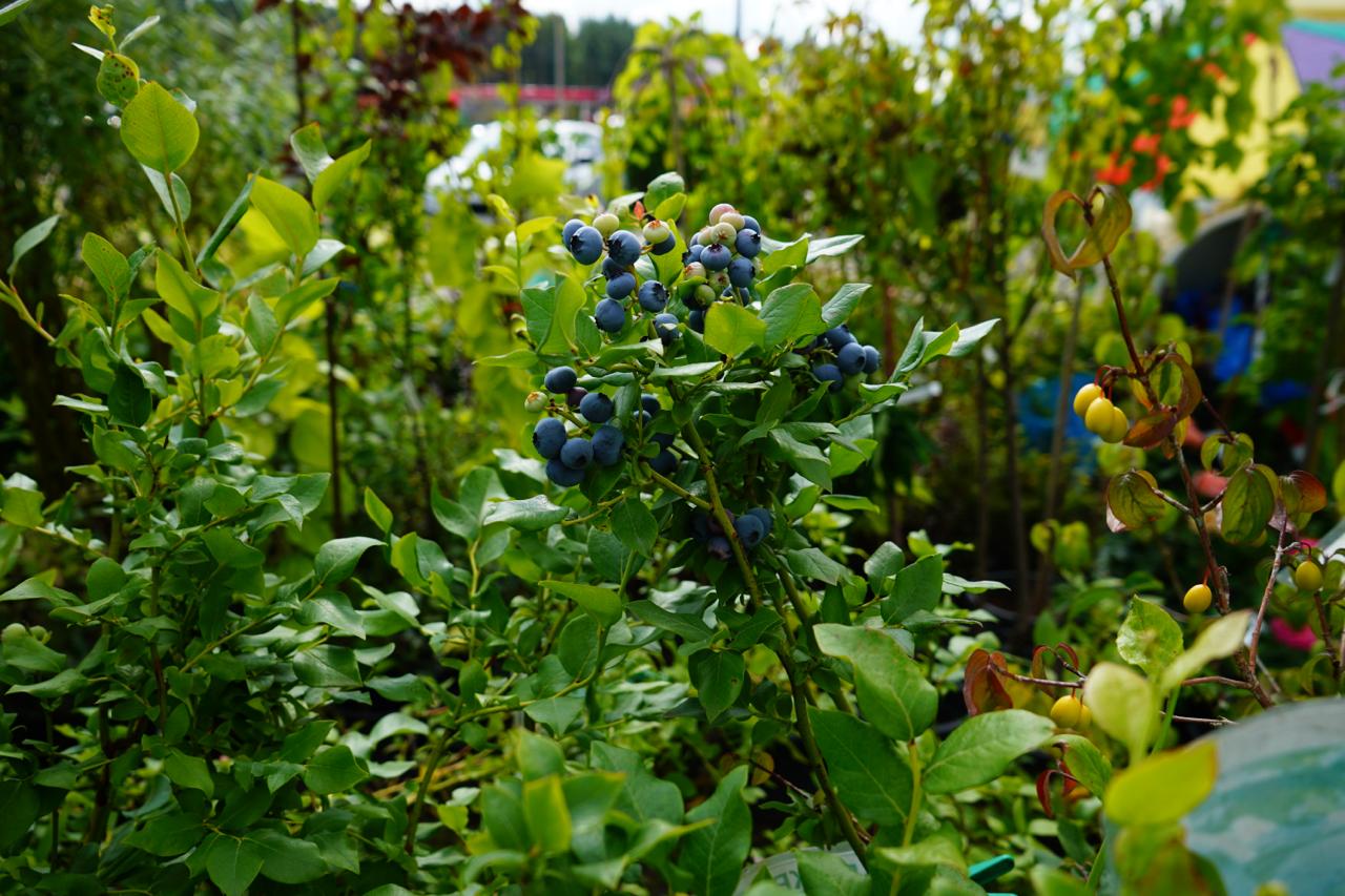 Саженцы как выглядят