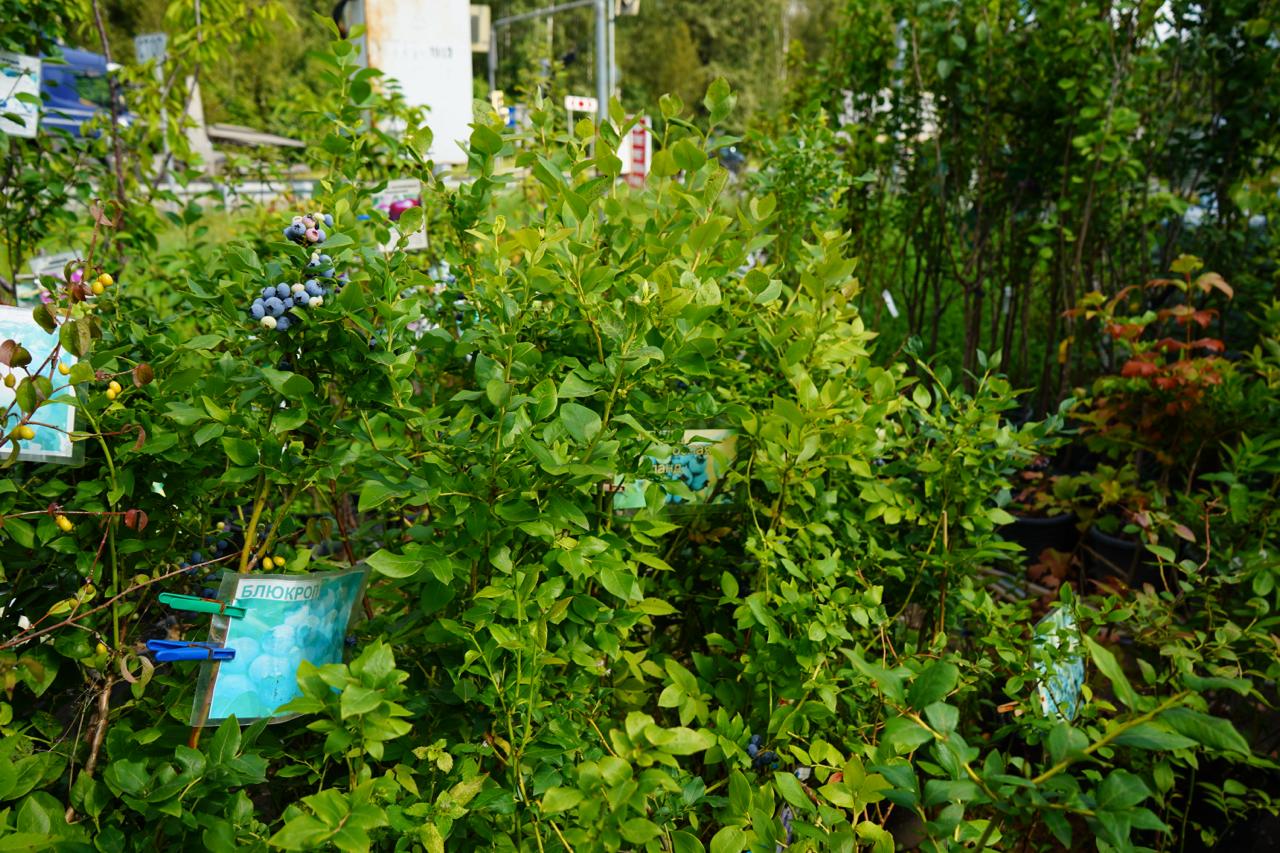 Саженцы голубики как выглядят