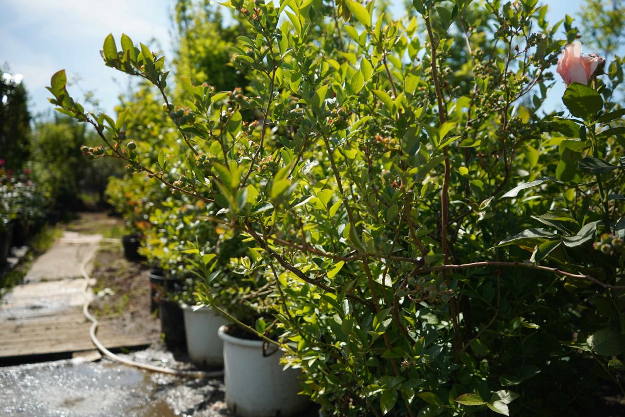 Саженцы голубики как выглядят