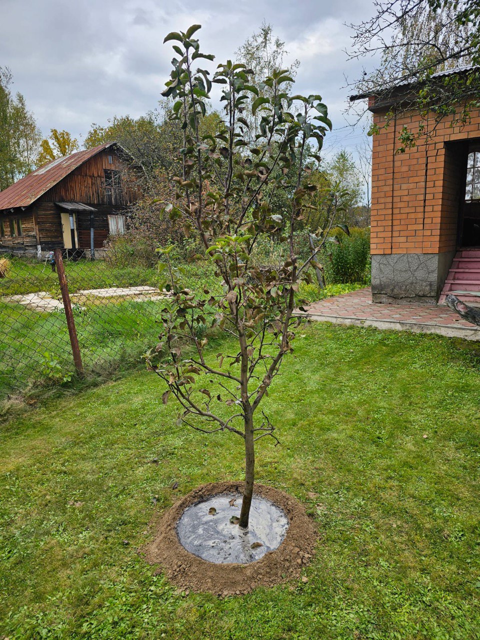 Саженцы плодовых деревьев как выглядят